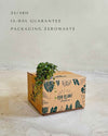 peperomia-mini-prostrata-packaging