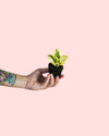 Peperomia Obtipan Bicolor Mini - Pur Plant