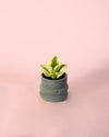 Peperomia Obtipan Bicolor Mini - Pur Plant