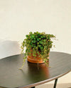 Pack 4x Mini Plantas Colgantes