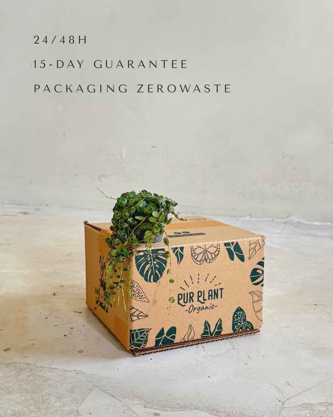 Peperomia Prostrata Mini - Pur Plant