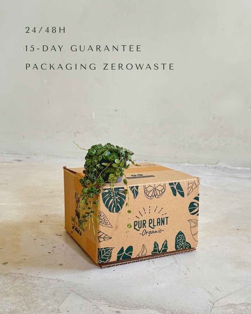 Peperomia Prostrata Mini - Pur Plant