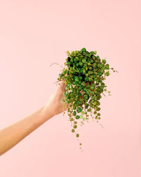 Peperomia Prostrata Mini