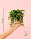 Peperomia Prostrata Mini - Pur Plant