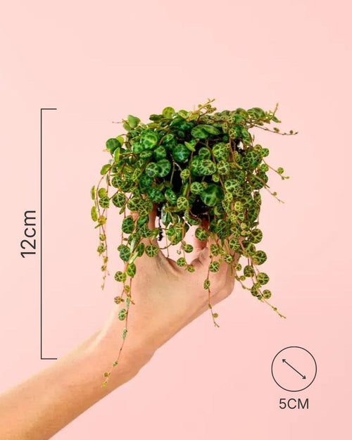 Peperomia Prostrata Mini - Pur Plant