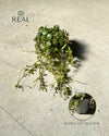Peperomia Prostrata Mini - Pur Plant
