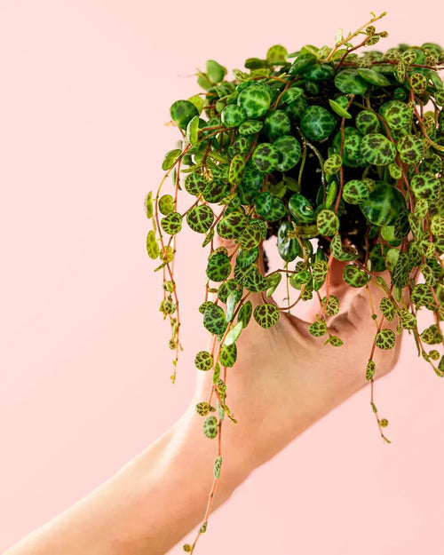 Peperomia Prostrata Mini - Pur Plant