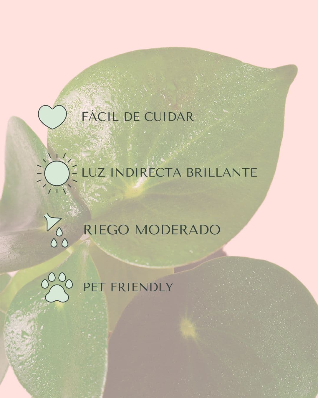 Peperomia Raindrop M - Pur Plant