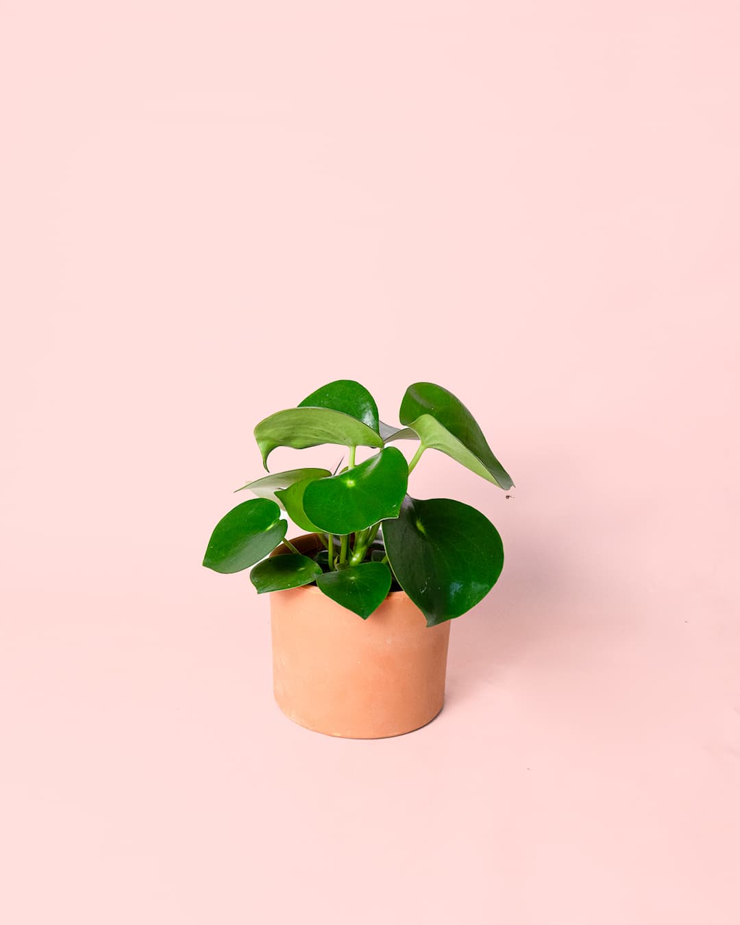 Peperomia Raindrop M - Pur Plant
