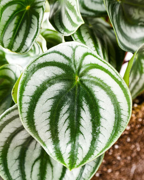 Peperomia Watermelon M - Pur Plant