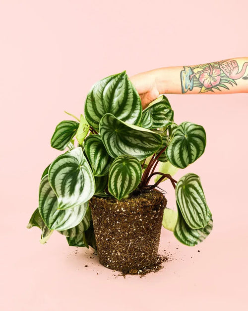 Peperomia Watermelon M - Pur Plant