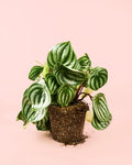 Peperomia Watermelon M