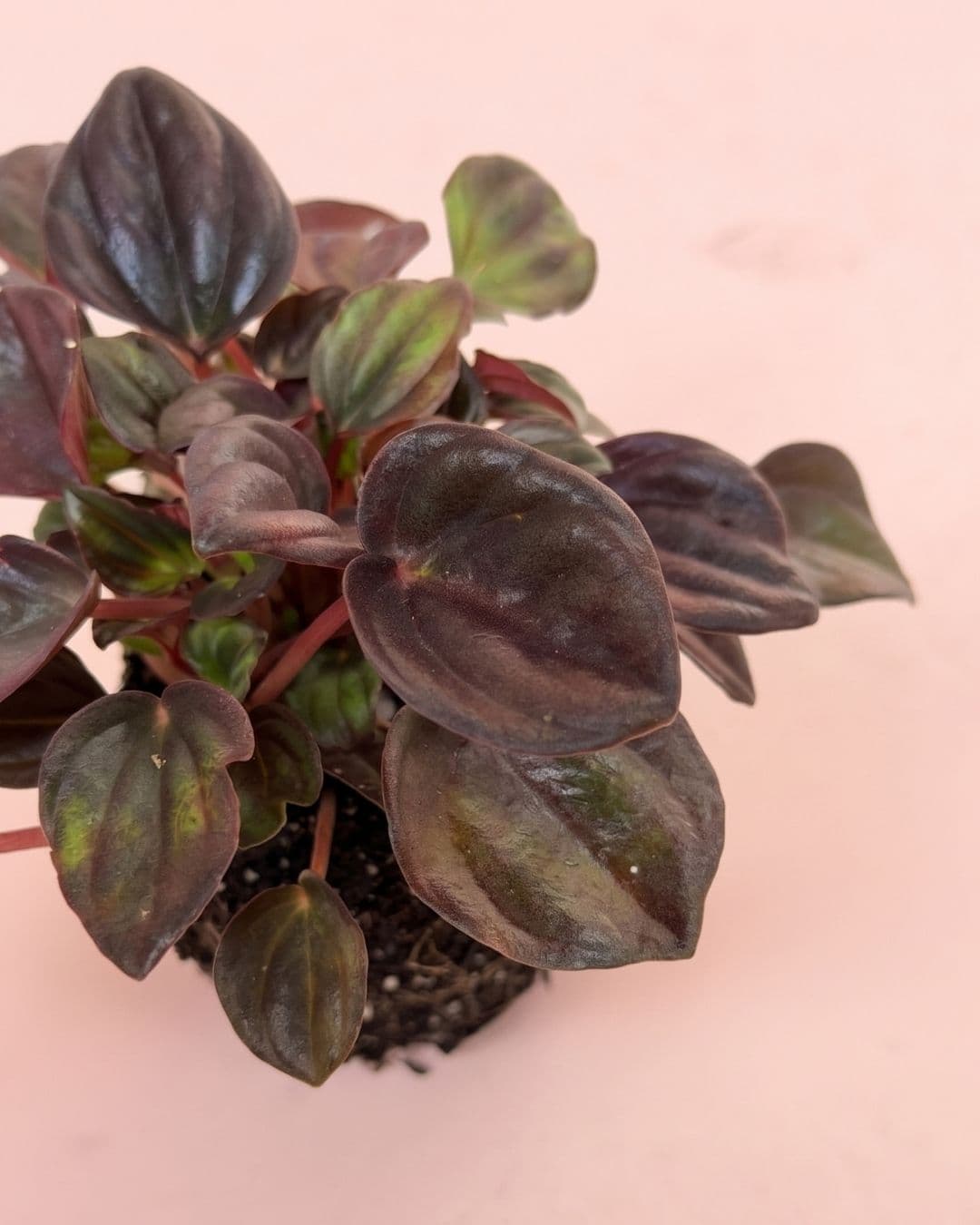 peperomia_chocolate_mini_detalle
