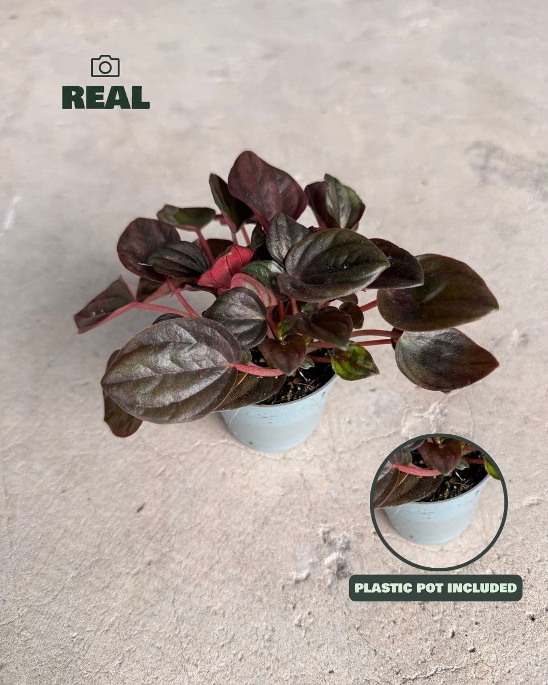peperomia_chocolate_mini_real