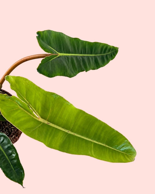 Philodendron Billietiae M - Pur Plant
