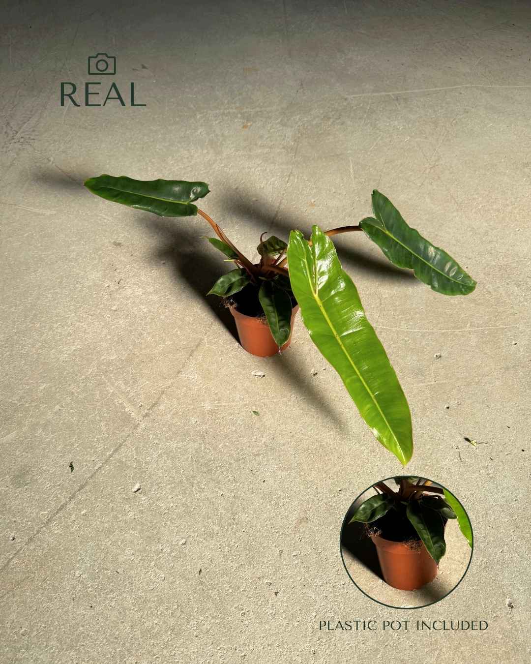 Philodendron Billietiae M - Pur Plant