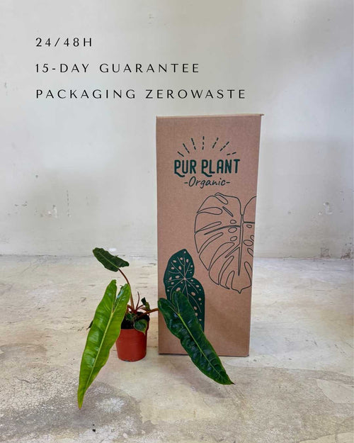 Philodendron Billietiae M - Pur Plant