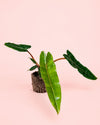 Philodendron Billietiae M - Pur Plant