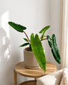 Philodendron Billietiae M - Pur Plant