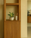 philodendron-birkin-contexto