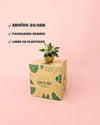 Philodendron Birkin Mini - Pur Plant