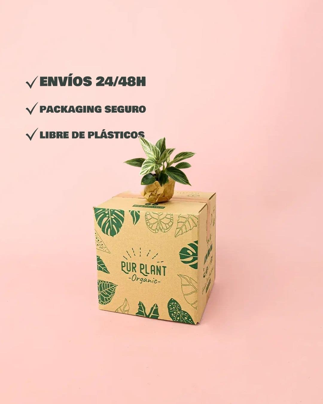 Philodendron Birkin Mini - Pur Plant