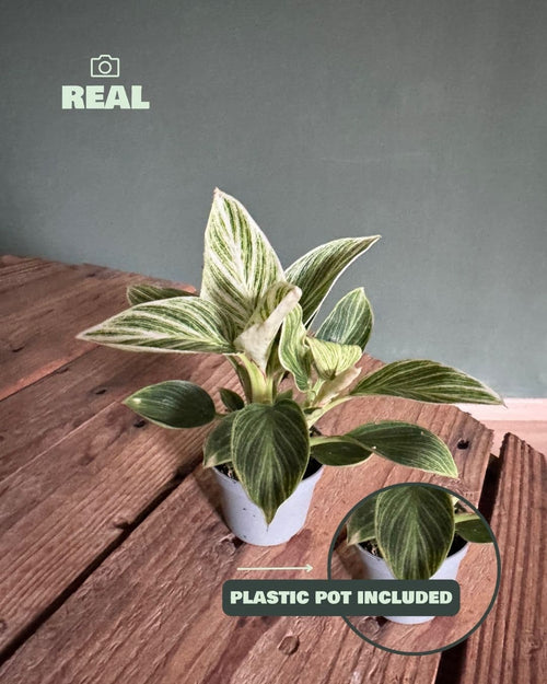 Philodendron Birkin Mini - Pur Plant