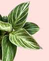 Philodendron Birkin Mini - Pur Plant