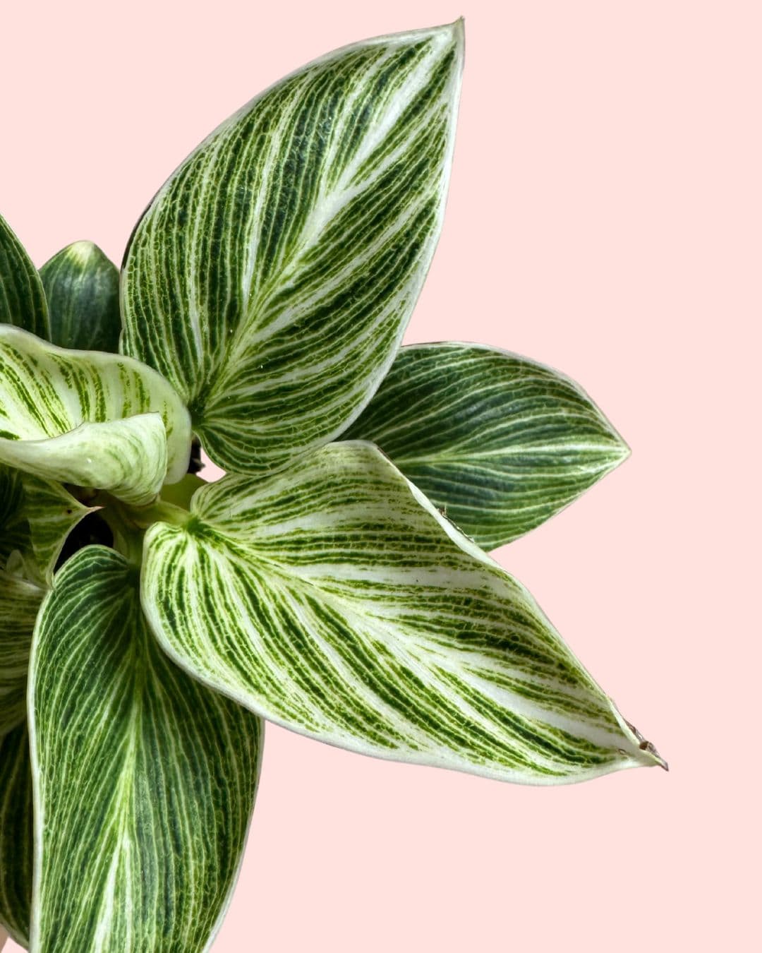 philodendron-birkin-mini-hojas