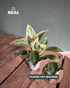 philodendron-birkin-mini-real