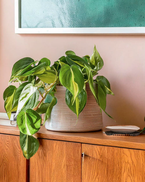 philodendron-brasil-contexto-2