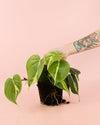 Philodendron Brasil M - Pur Plant