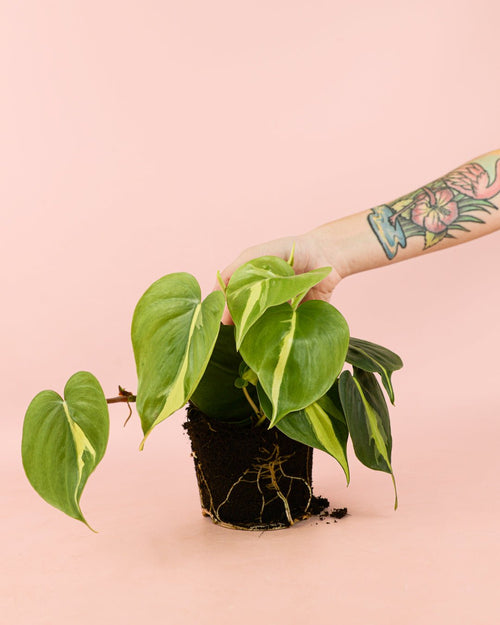Philodendron Brasil M - Pur Plant