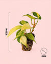 Philodendron Brasil Mini - Pur Plant