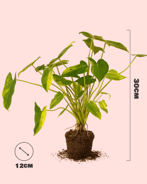 Philodendron Burle Marx Variegado M - Pur Plant