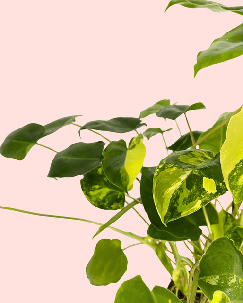 Philodendron Burle Marx Variegado M - Pur Plant