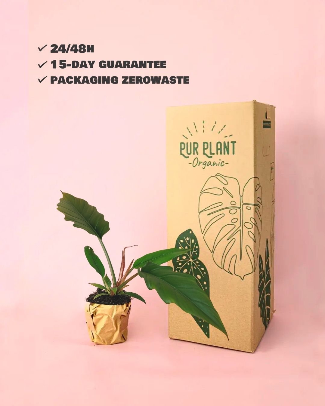 Philodendron Choco Empress M - Pur Plant