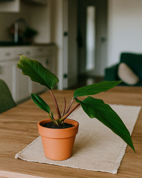 Philodendron Choco Empress M - Pur Plant