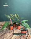 Philodendron Choco Empress M - Pur Plant