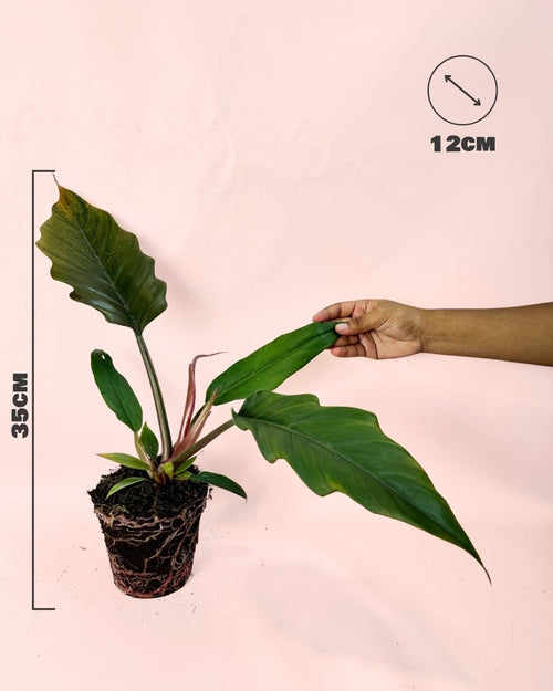 Philodendron Choco Empress M - Pur Plant