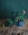 philodendron colgante m sala