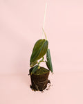 Philodendron Gigas M