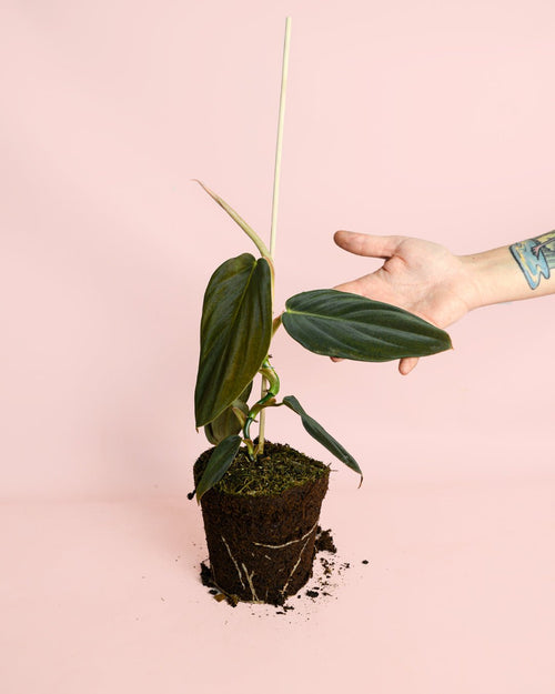 Philodendron Gigas M - Pur Plant