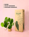 Philodendron Gloriosum M - Pur Plant