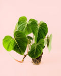 Philodendron Gloriosum M