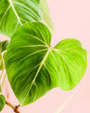 Philodendron Gloriosum M - Pur Plant