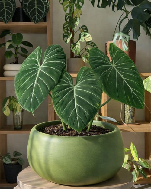 Philodendron Gloriosum M - Pur Plant