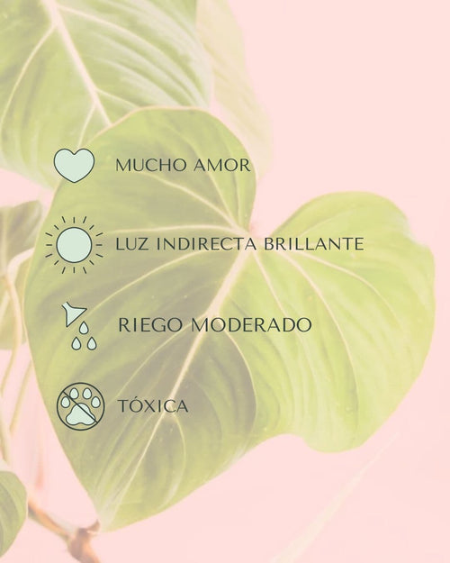 Philodendron Gloriosum M - Pur Plant