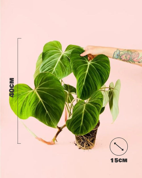 Philodendron Gloriosum M - Pur Plant