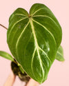 Philodendron Gloriosum Mini - Pur Plant